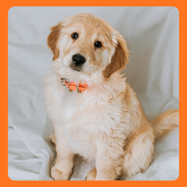 Dogs Care