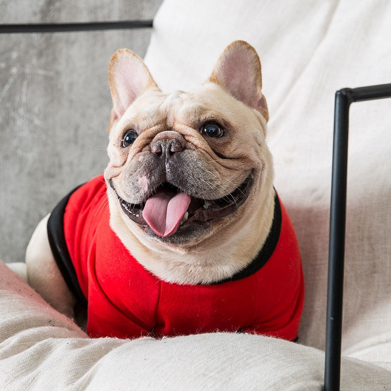 Protective autumn and winter clothes for small and medium bulldogs