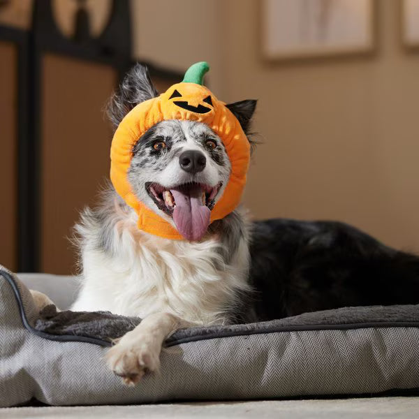 Halloween Pumpkin Pet Hat